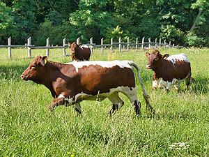Picture: Cattle in Schönbusch Palace Park