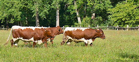 Picture: Cattle in Schönbusch Palace Park